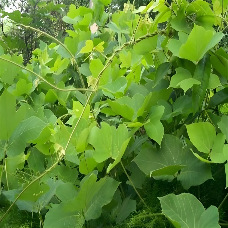 1750752628515745.jpg 野生葛根藤圖.jpg