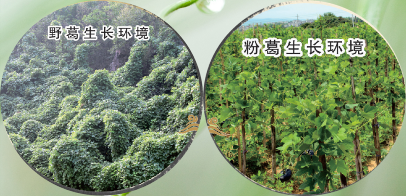 1756278013870771.png 葛根的生長(zhǎng)環(huán)境.png