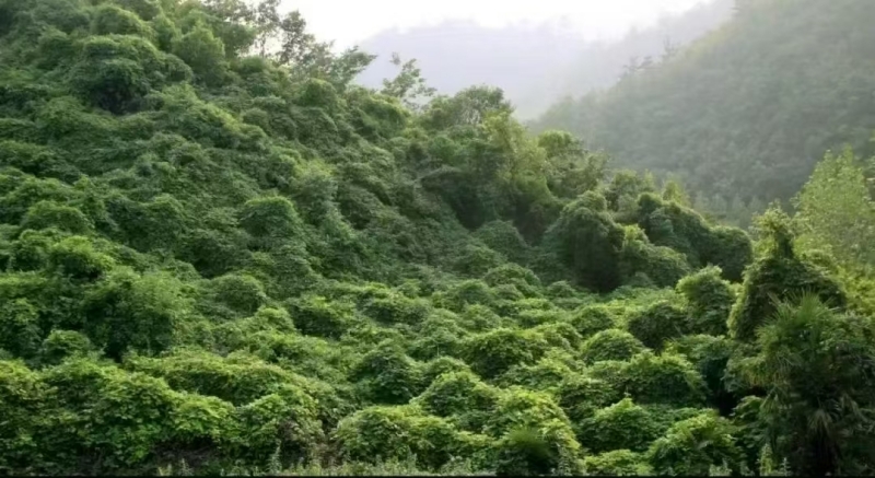 野生葛根生長環(huán)境圖.jpg