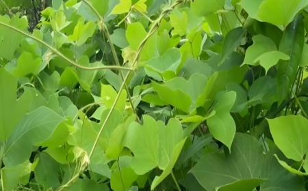 深山葛根致少年:深根細(xì)作必光芒