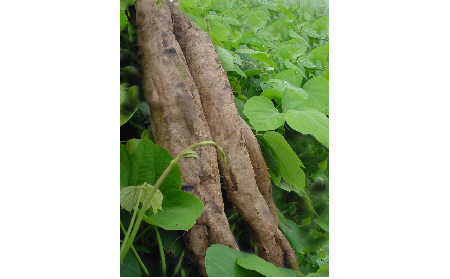 正宗的野生葛根粉，本質(zhì)是淀粉嗎？探秘千年本草中的自然饋贈