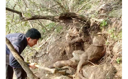 藏在隨州深山里的自然饋禮：二月風(fēng)有機(jī)野生葛根粉，守護(hù)孩子純粹成長(zhǎng)