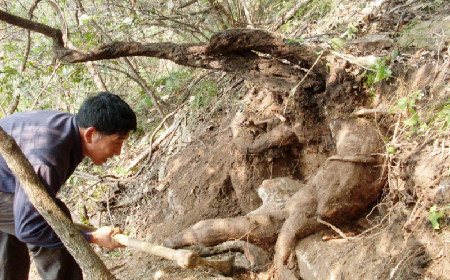 深山藏珍，二月風正在大量收購寒冬野生葛根