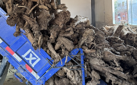 霜降采葛正當時！二月風大量收購霜降葛根，以匠心護品質、以產業(yè)助增收