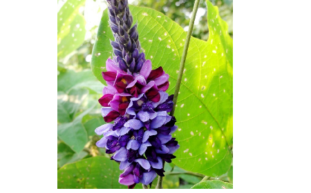 大洪山珍味：二月風有機野生葛根粉的匠心溫度