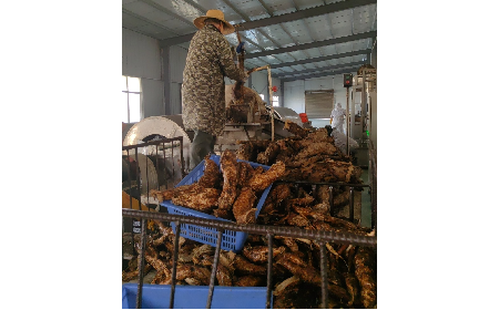 野生葛粉加工正當(dāng)時，二月風(fēng)匠心傳承好味道